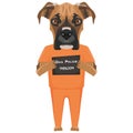 Mugshot prison clothes dog Boxer